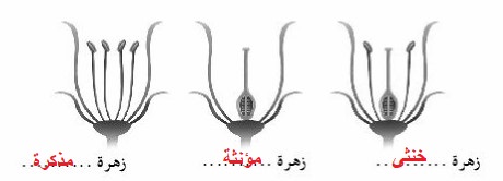 جنس الأزهار
